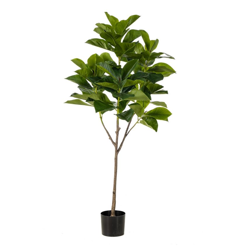 Ficus benghalensis tree 140cm