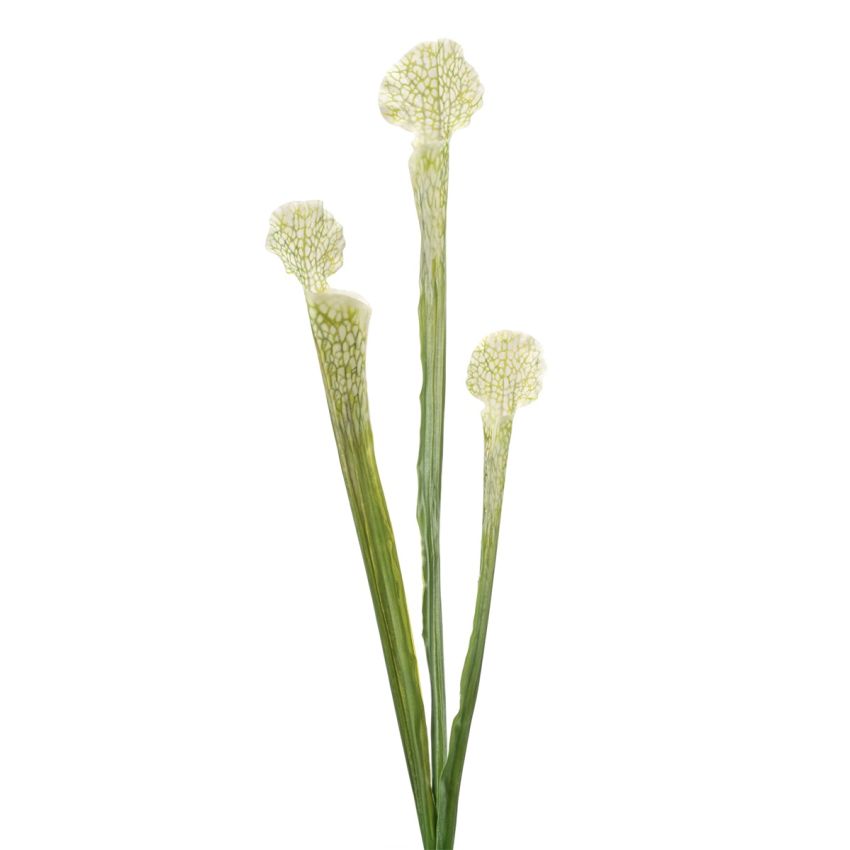 Dionaea spray white 63cm