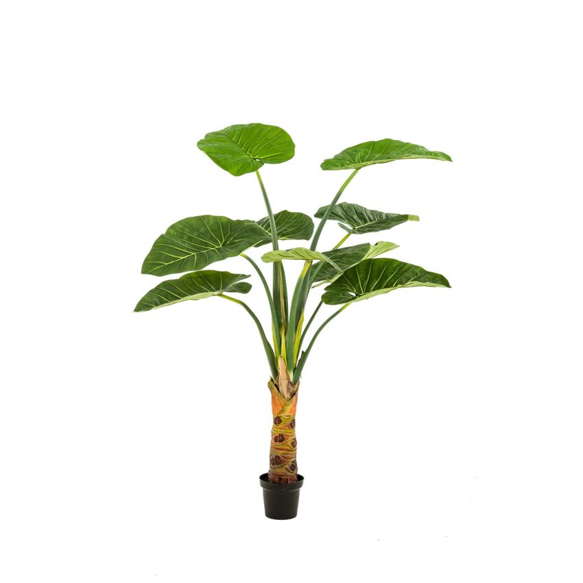 Alocasia plant 160cm (knock down packing)