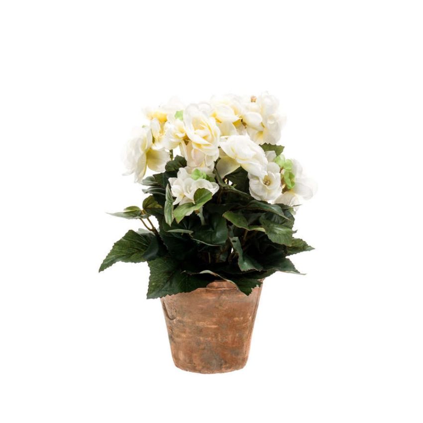 Begonia bush cream 30cm in tc pot aged