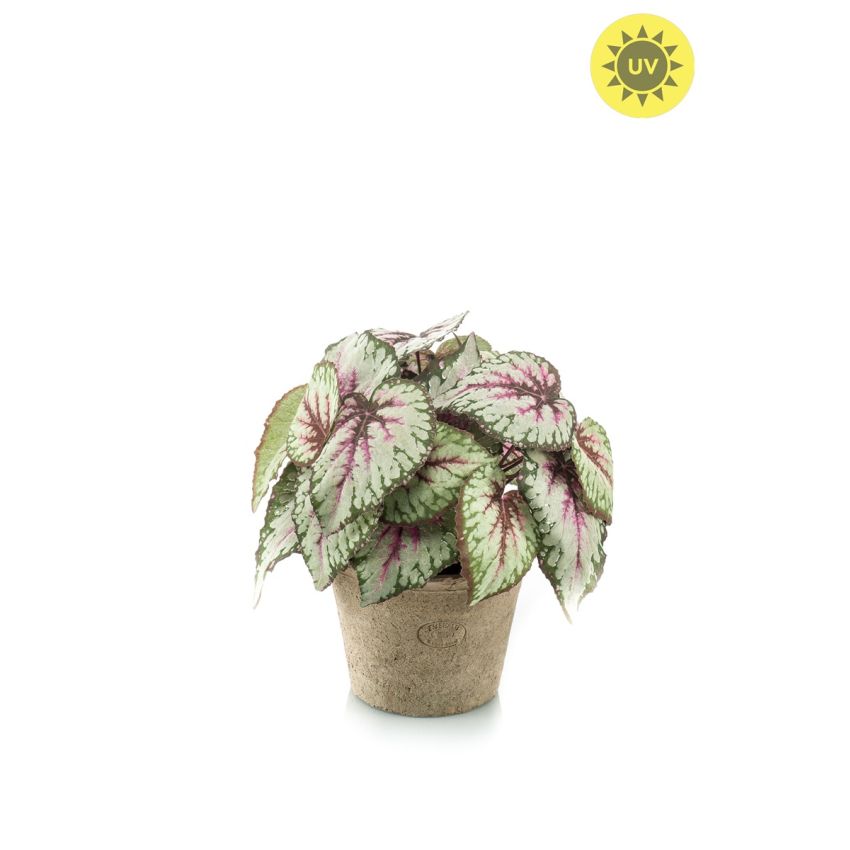 Begonia lvs bush UV grey/pink 30cm in tc pot aged