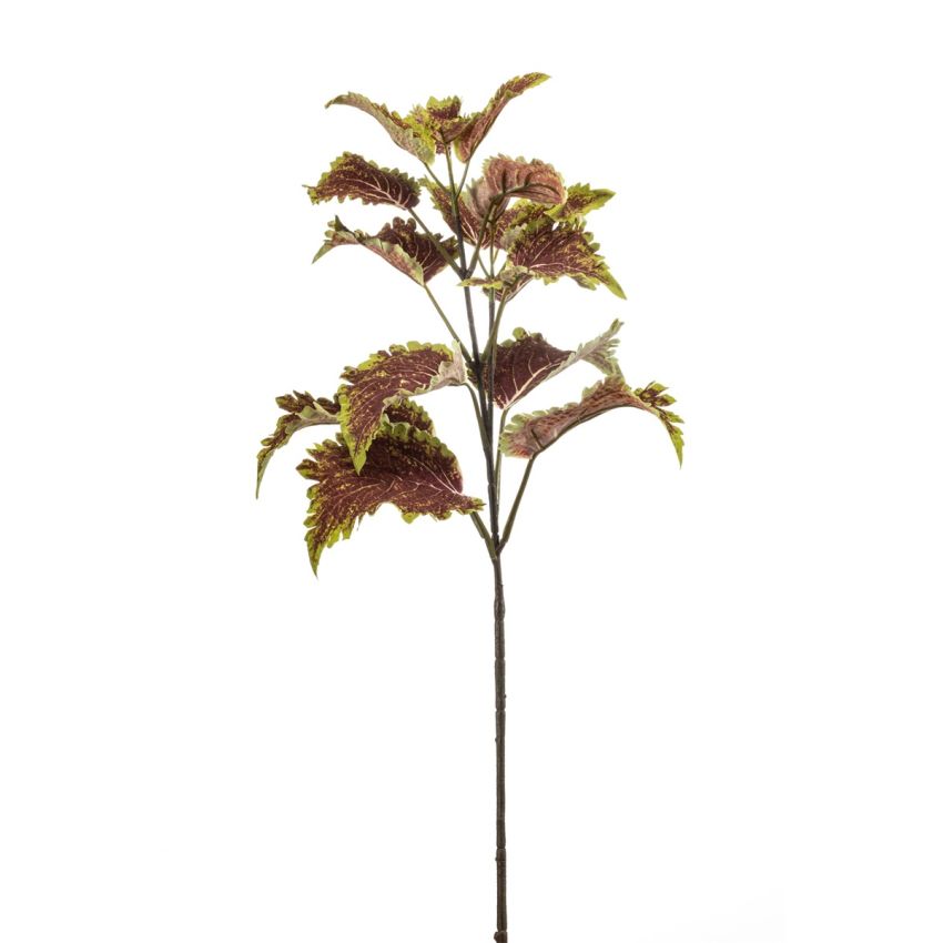 Coleus spray mauve 65cm