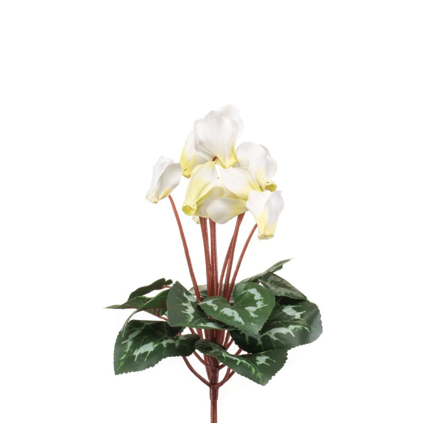 Cyclamen bush white/green 30cm