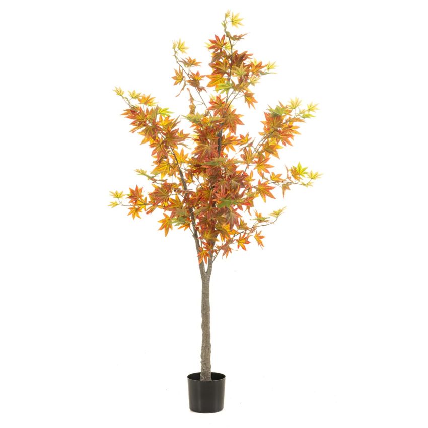 Maple tree green/burgundy in pot 170cm (knock down packing)