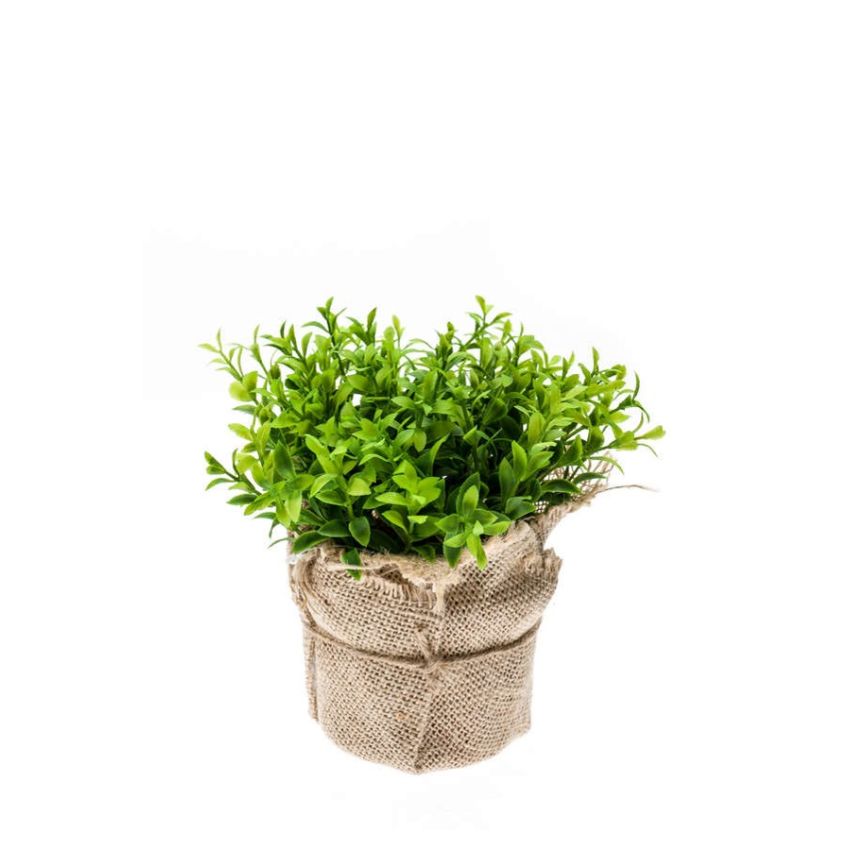 Cress bush in jute pot 16cm
