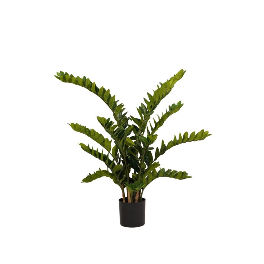Zamioculcas plant 130cm