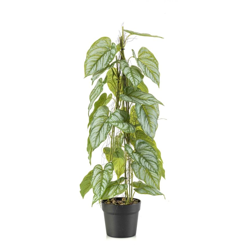 Anthurium on stem in pot 80cm