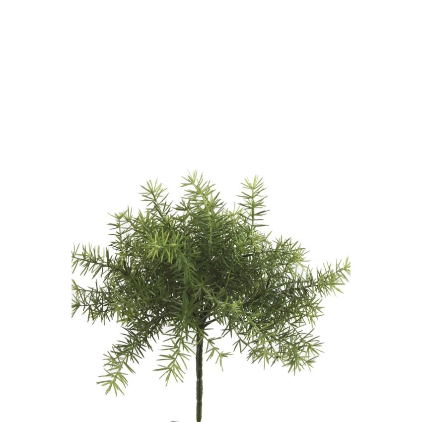 Asparagus bush lt green 10cm