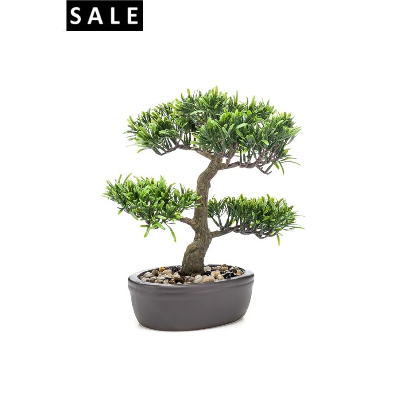 Podocarpus bonsai 32cm on plate brown