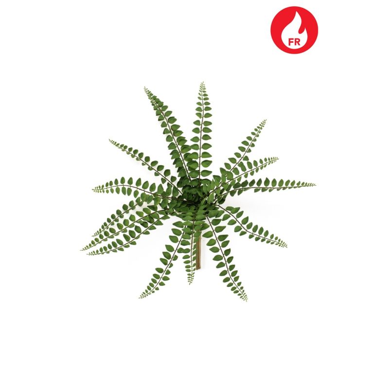 Fern pellaea bush FR x15 36cm