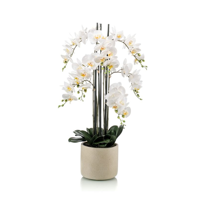 Phalaenopsis plant white in ceramic pot 100cm
