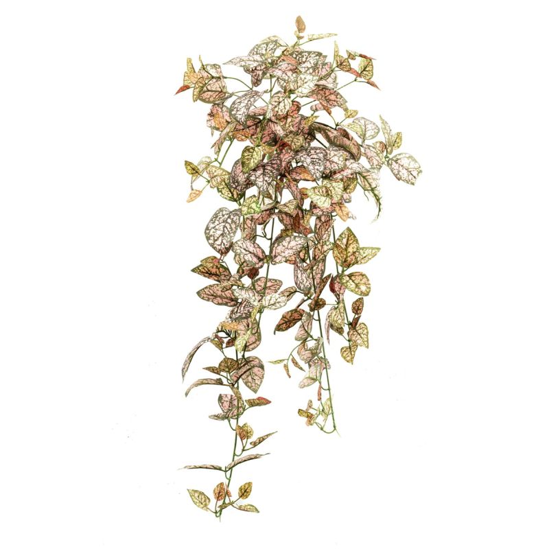 Hypoestes hanging bush green/pink 70cm