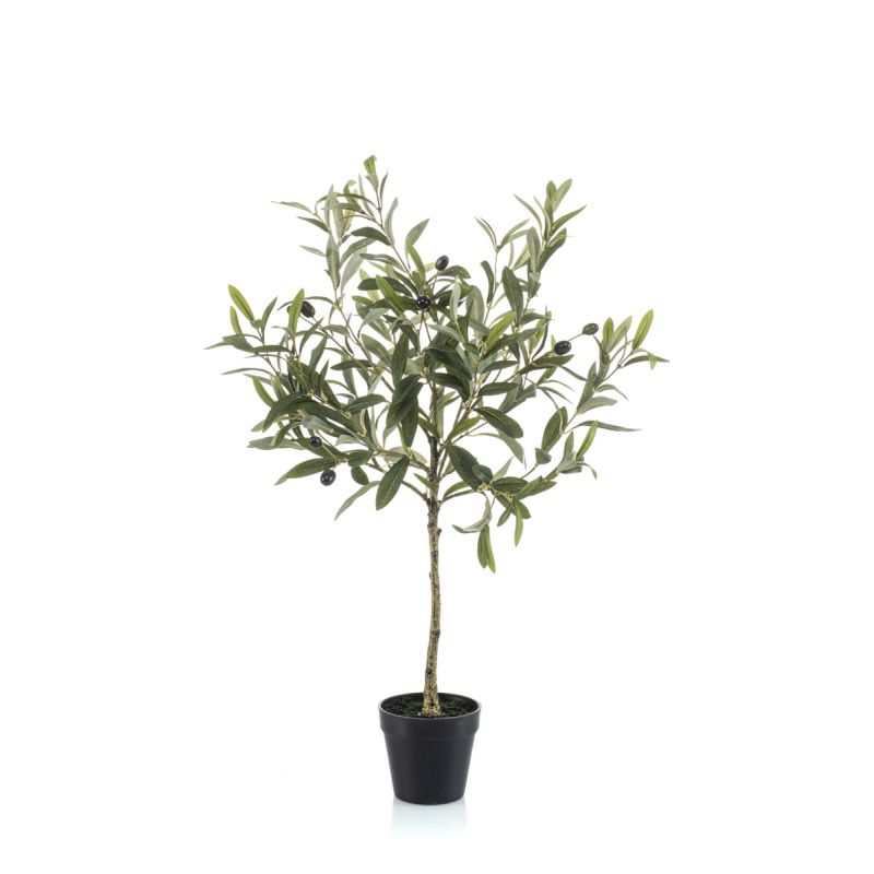 Olive in pot 70cm