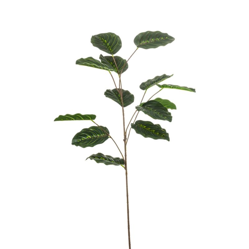 Calathea spray green 82cm