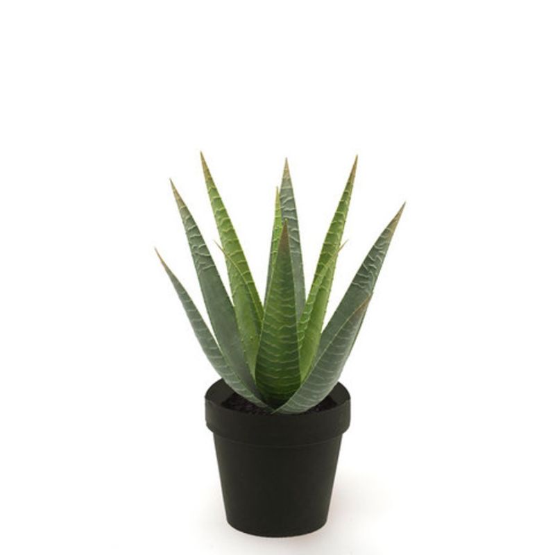 Aloe vera green 30cm in black pot