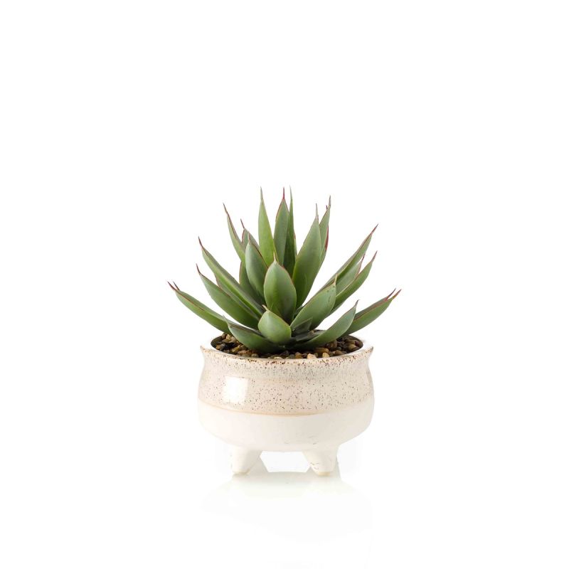 Echeveria green/red in cream pot 20cm
