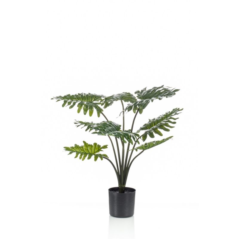 Philodendron in pot 60cm