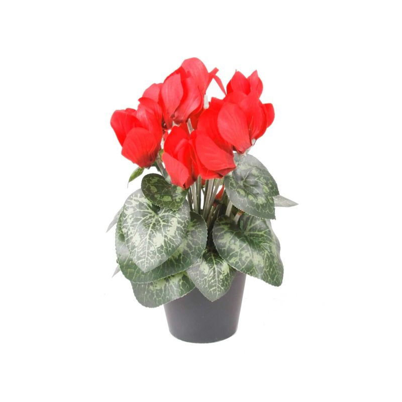Cyclamen bush dep red in pot 25cm