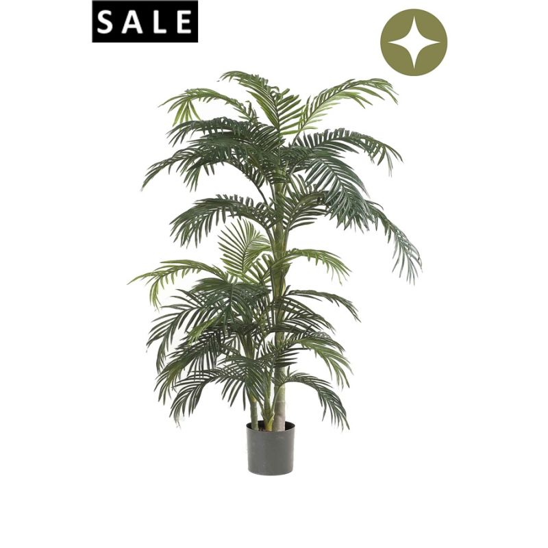 Palm areca 170cm/33lvs