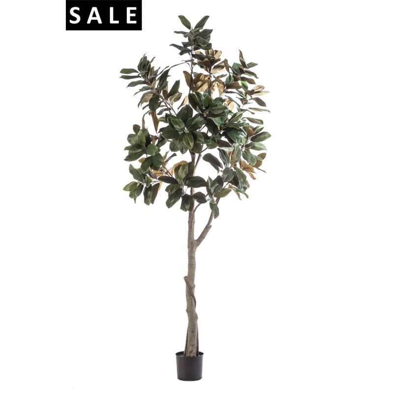 Magnolia denudata tree 240cm (knock-down packing)