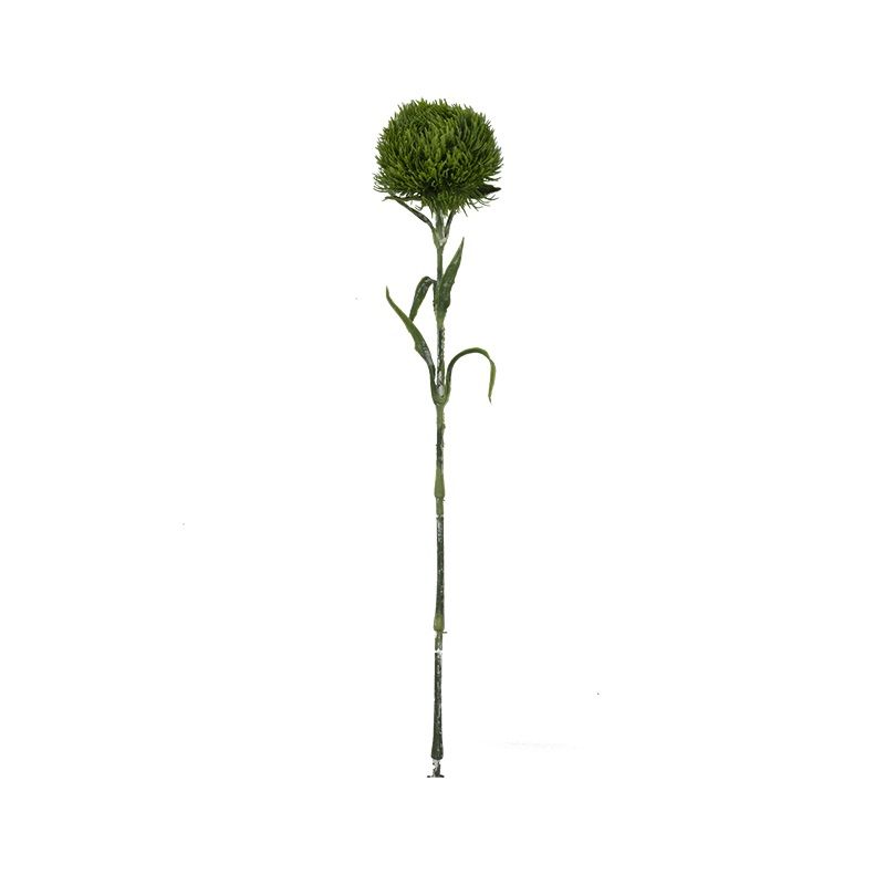 Dianthus spray green 55cm