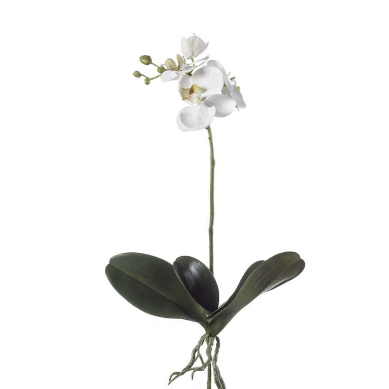Phalaenopsis plant white 45cm