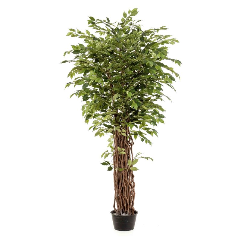 Ficus benjamina liana deluxe tree 205cm