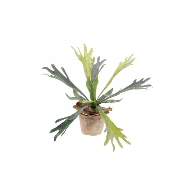 Fern staghorn 30cm in tc pot aged