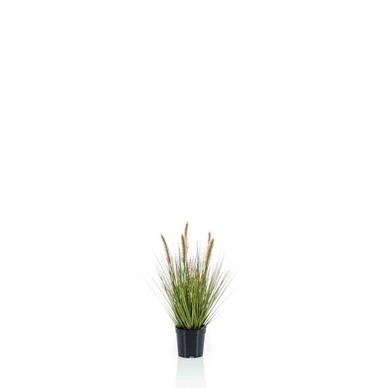 Pennisetum grass 45cm