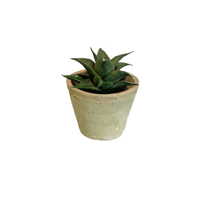 Aloe durban dk green 13cm in aged pot