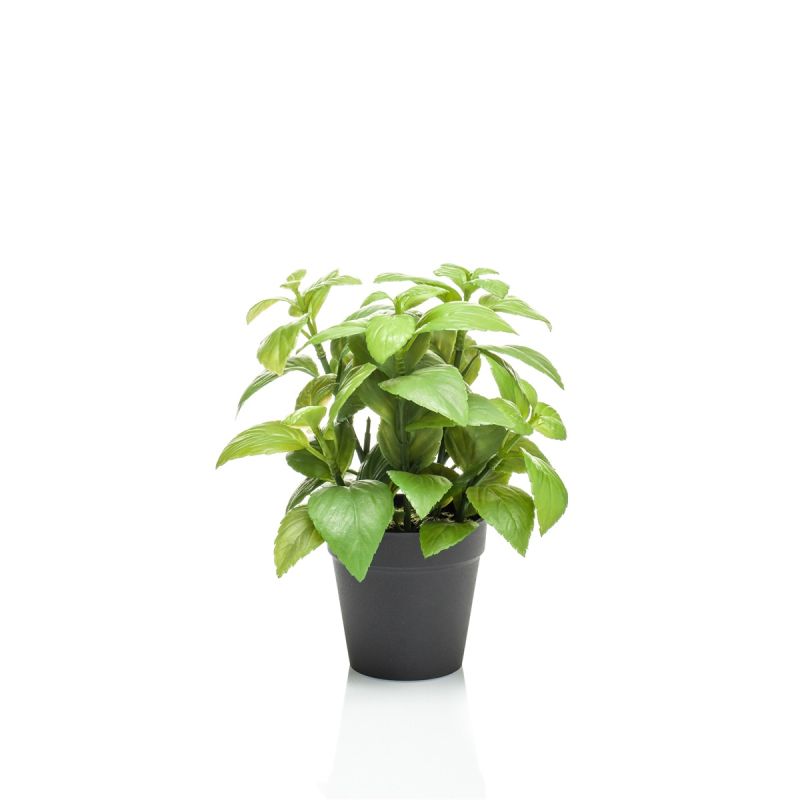 Basil in pot 23cm