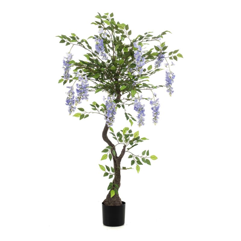 Wisteria parasol blue in pot 150cm