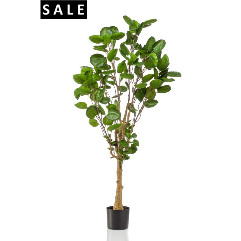 Polyscias tree 150cm