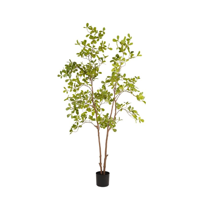 Terminalia tree 175cm (knock down packing)