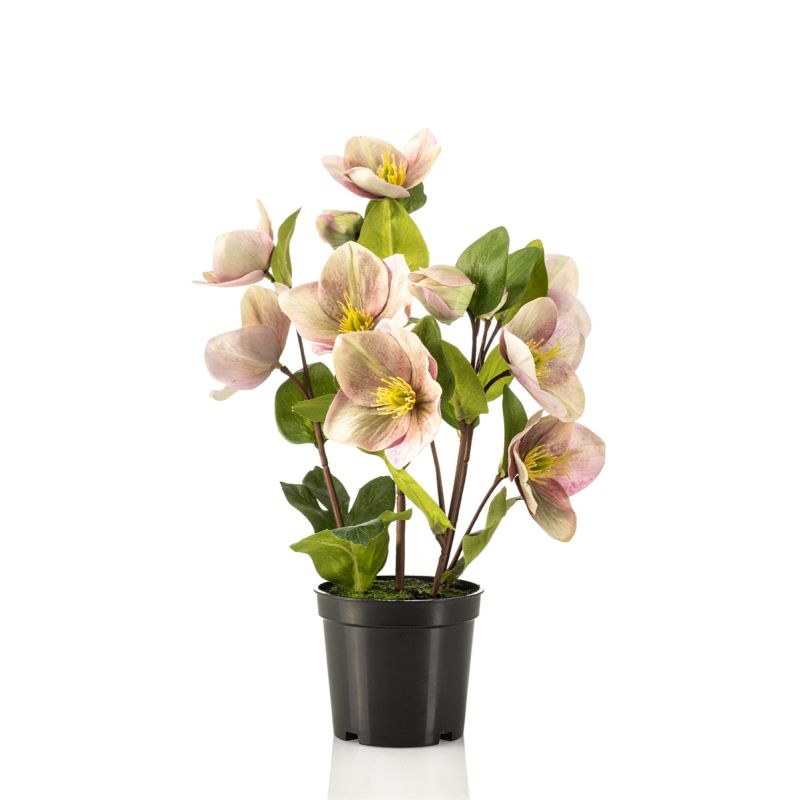 Helleborus bush green/purple in pot 33cm