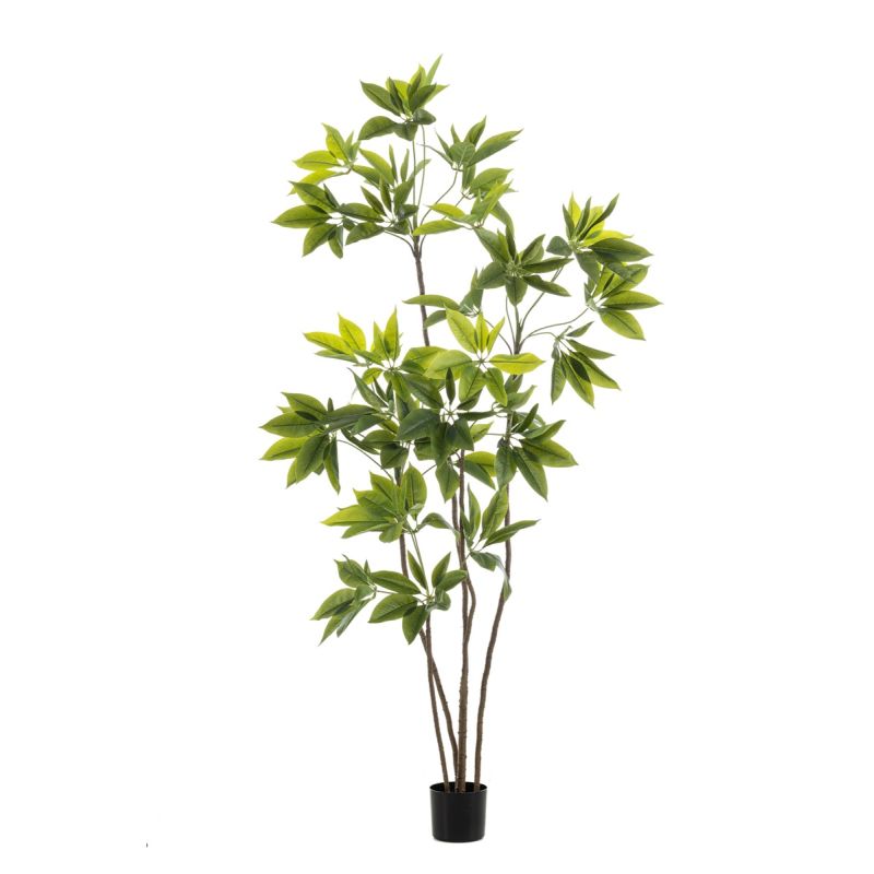 Schefflera multi tree 195cm