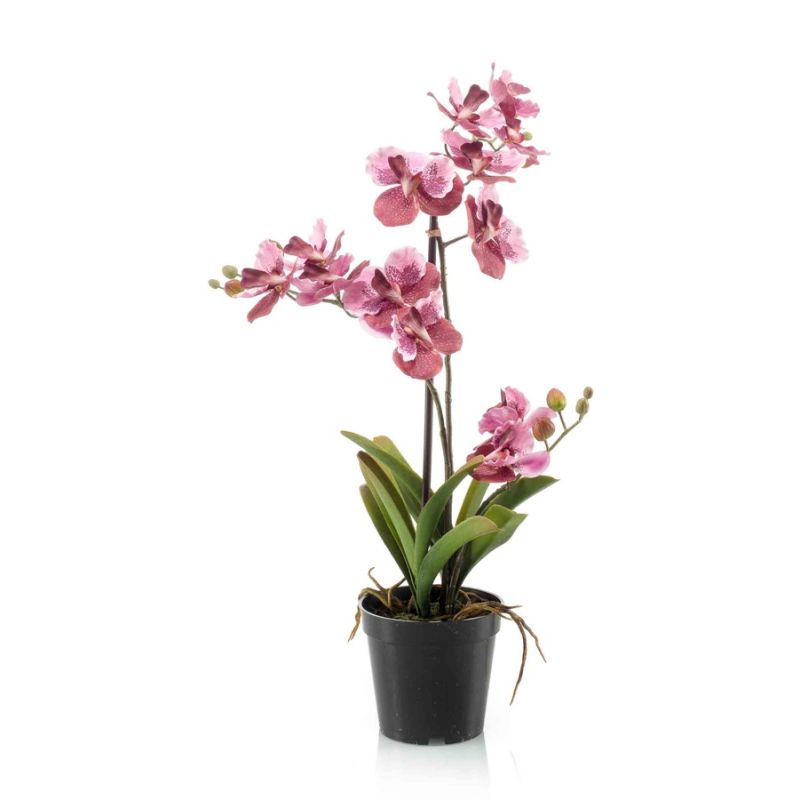 Vanda old pink in pot 60cm