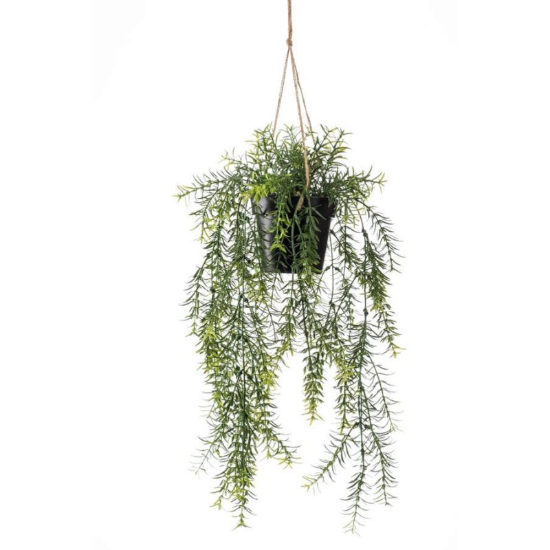 Asparagus hanging in pot 65cm