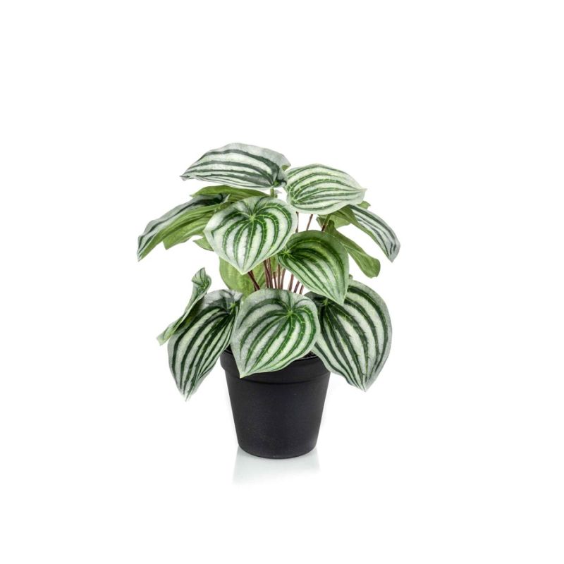 Peperomia bush green/grey 25cm in black pot