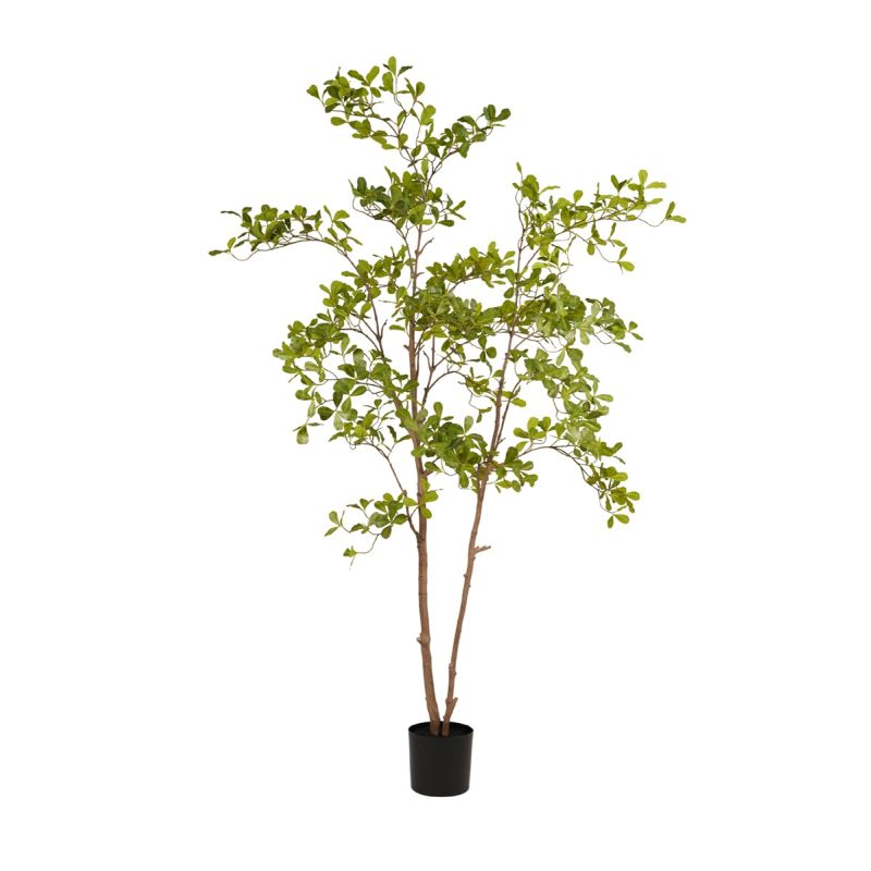 Terminalia tree 205cm (knock down packing)