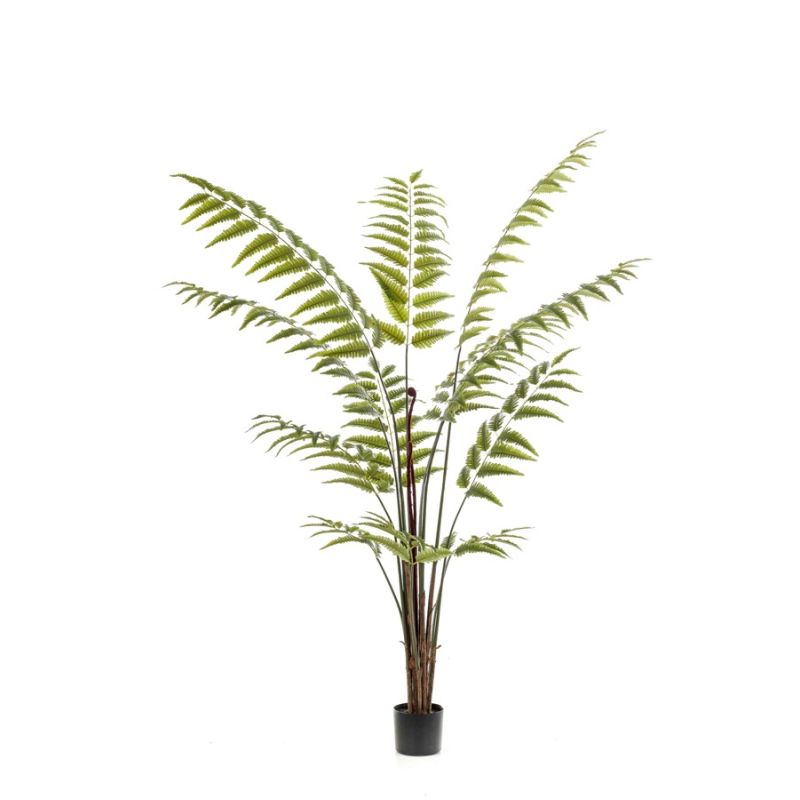 Fern leahter green plant 180cm (knock down packing)