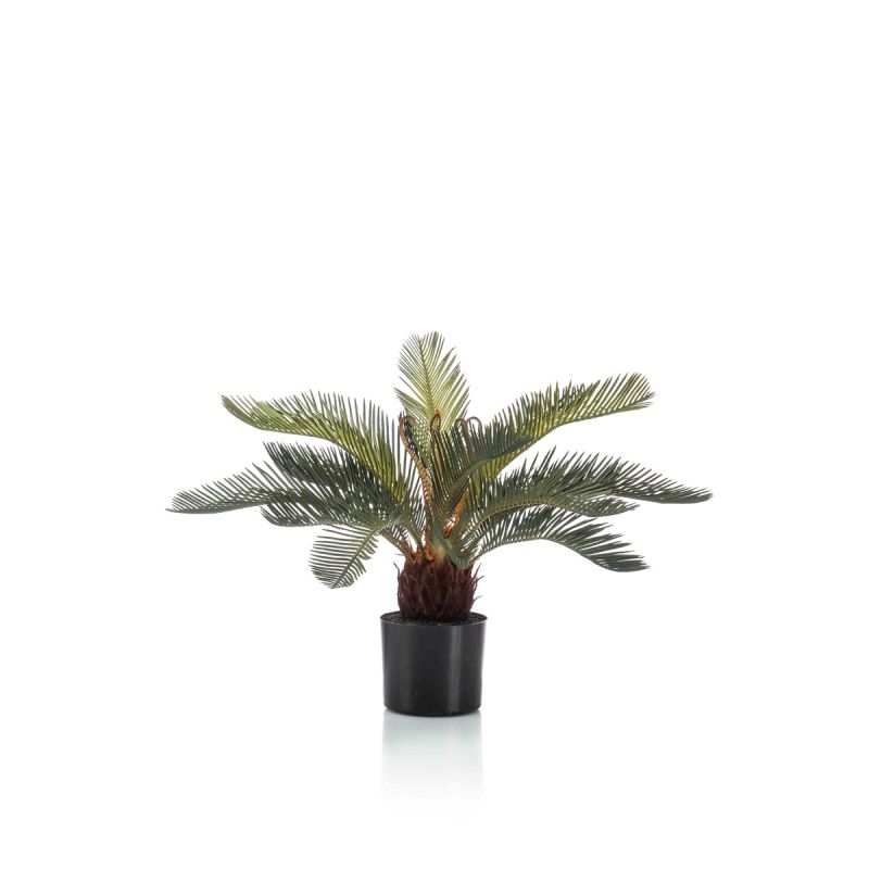 Cycas palm 55cm