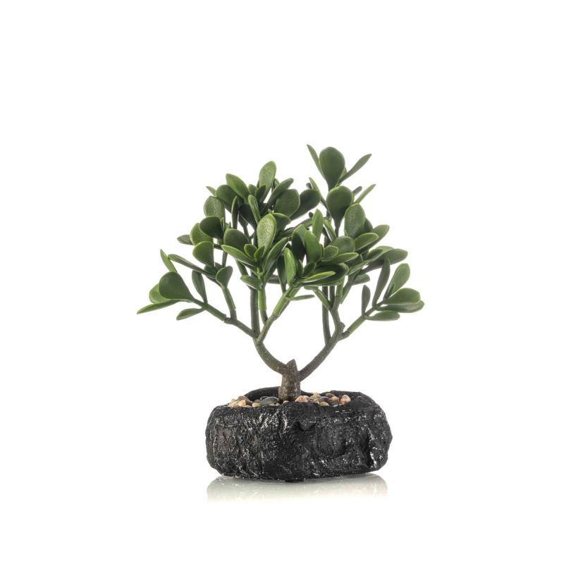 Crassula bonsai in pot 24cm
