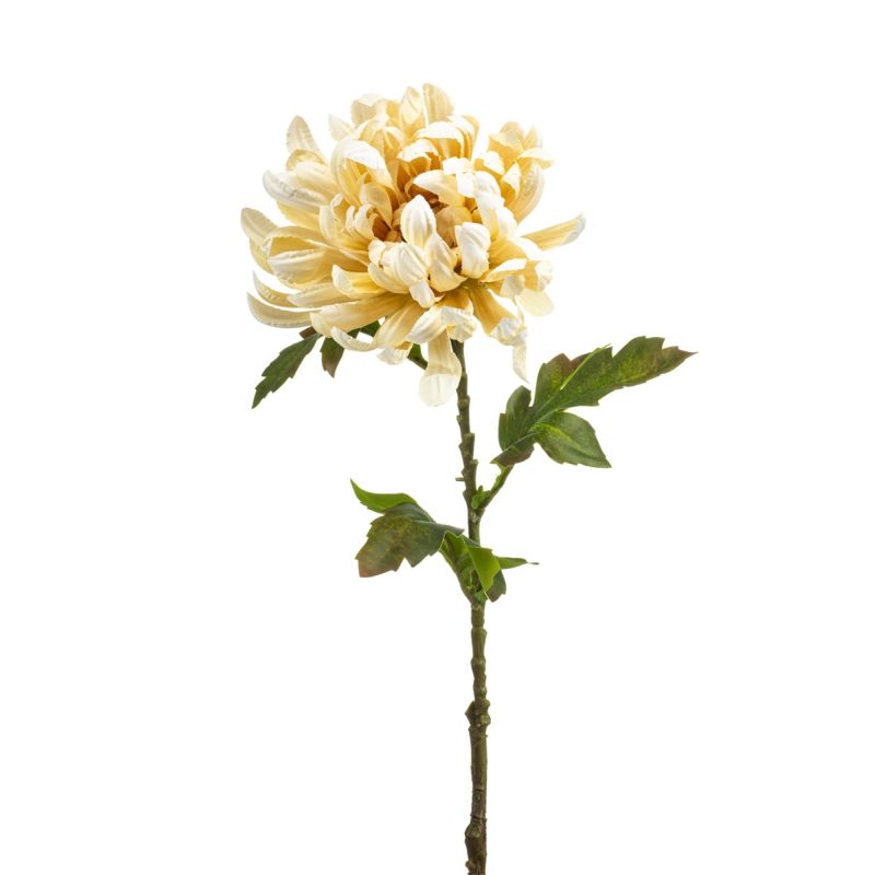 Chrysantum spray cream 60cm
