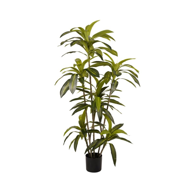Dracaena plant 170cm (knock down packing)