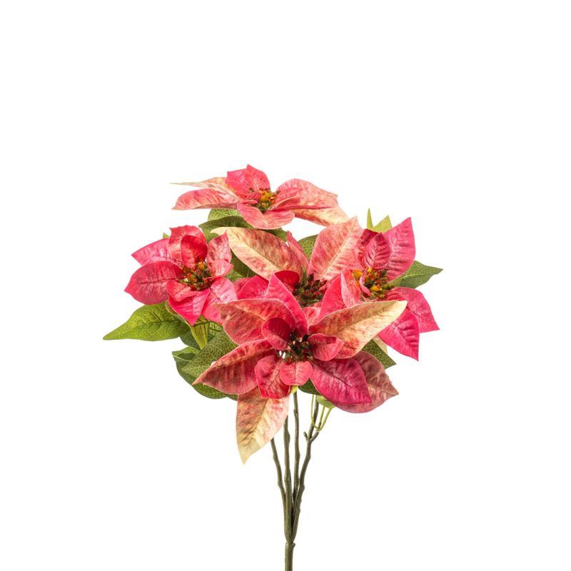 Poinsettia bush x5 pink 42cm