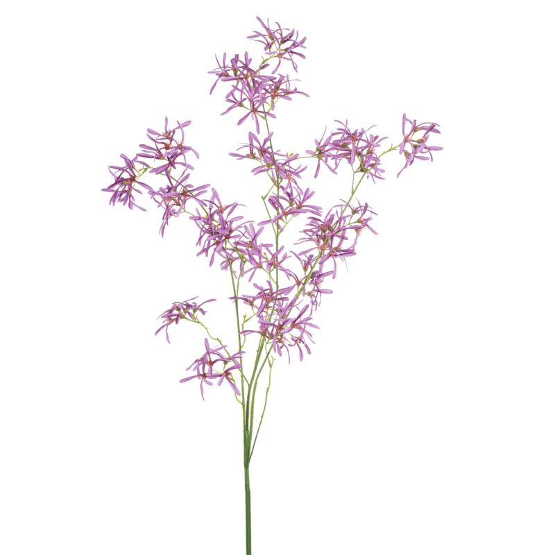 Hamamelis spray purple 140cm