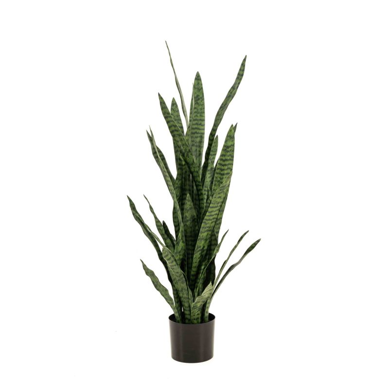 Sansevieria green 115cm