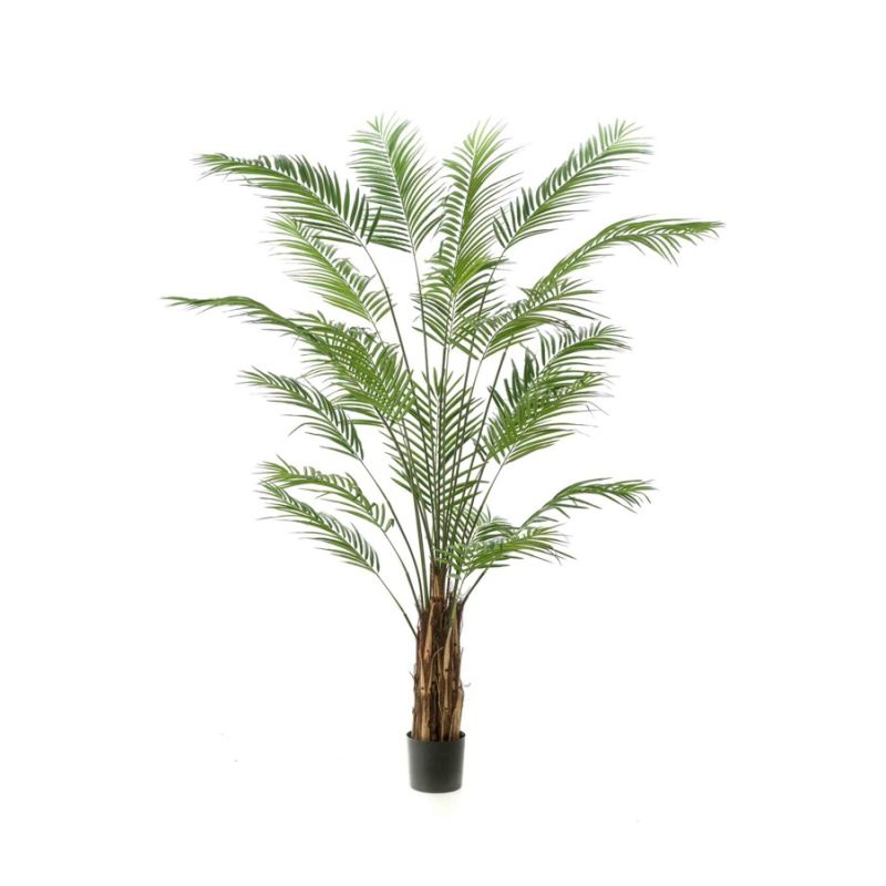 Palm areca 240cm (knock down packing)