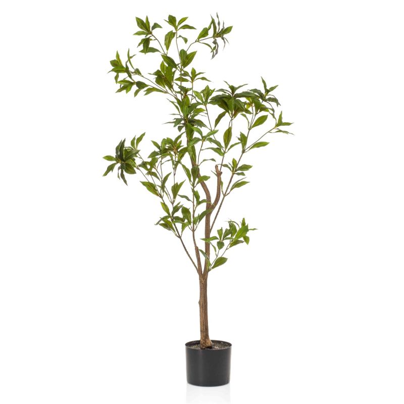 Tea leaf tree 120cm